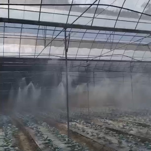 新丰县韶关大量奶白菜