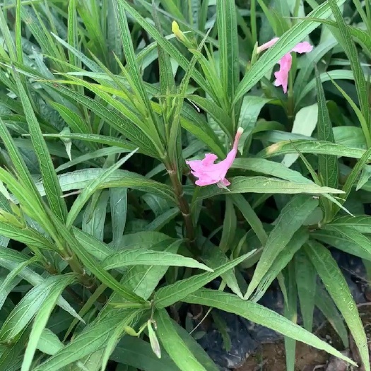 漳浦县翠花芦莉 福建漳州基地直发 翠花芦莉