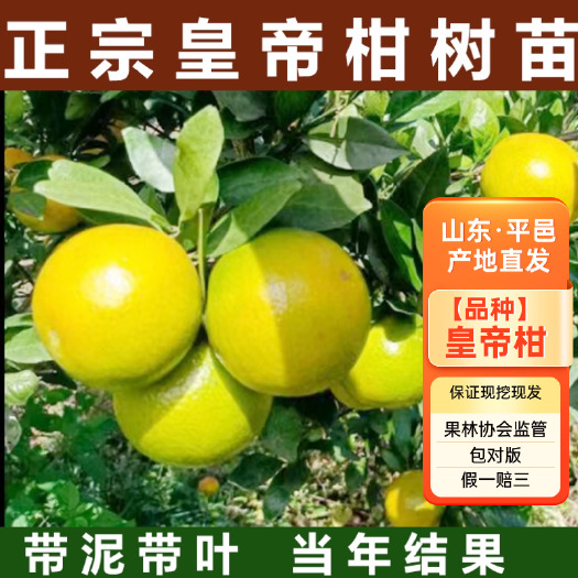皇帝柑树苗嫁接果苗南方种植贡柑盆栽水果柑橘树苗当年结果