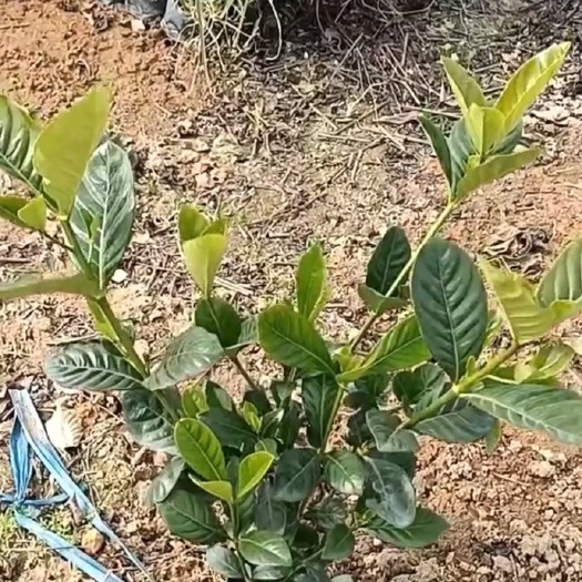 大叶栀子 福建漳州大叶栀子花好货多多 场地直销