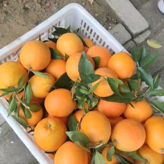 大家好，自己家奉节脐橙，帮村民销售，看货摘果，颜色红，个头均