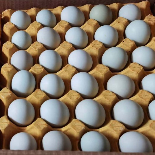 襄樊绿壳蛋乌鸡蛋420枚/箱 发普通物流需自提 物流费到付