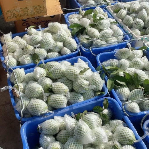 廉江市珍珠番石榴