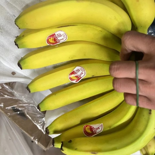 上海主要经营：菲律宾精品二级蕉，净重27斤，保质保量，可发全国。