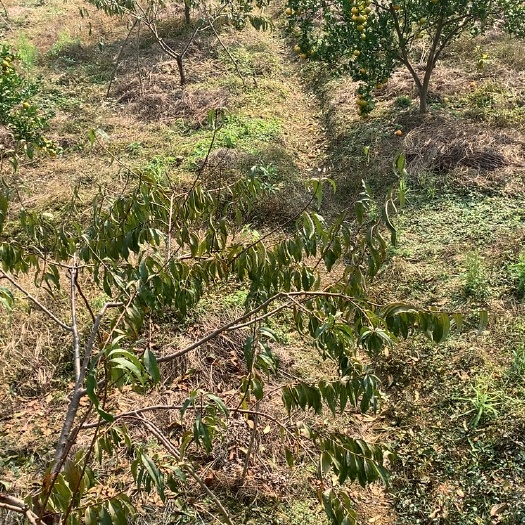 新田县皇帝柑，大量50起1.3包园可以视频看果确认
