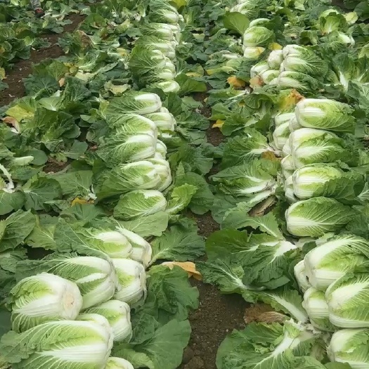 横州市黄心大白菜大量上市有需要的采购商可以长期合作