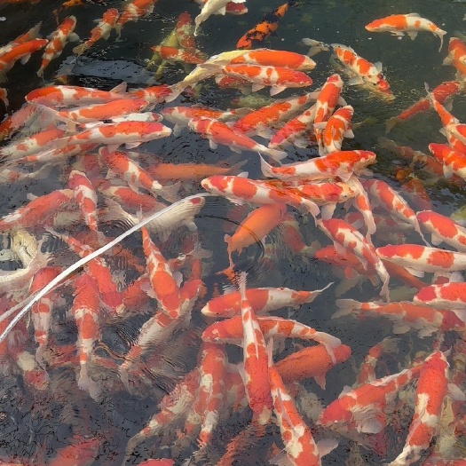 东莞市40左右红白大正昭和绯写喜欢来聊量大价优