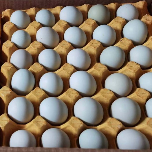 绿壳蛋蛋乌鸡蛋360枚/箱净重31-32斤正新鲜土鸡蛋