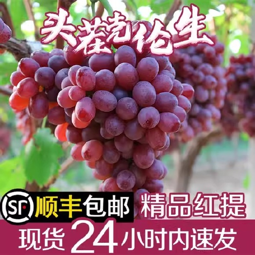 青岛山东克伦生葡萄无籽红提提子新鲜水果当季整箱顺丰包邮