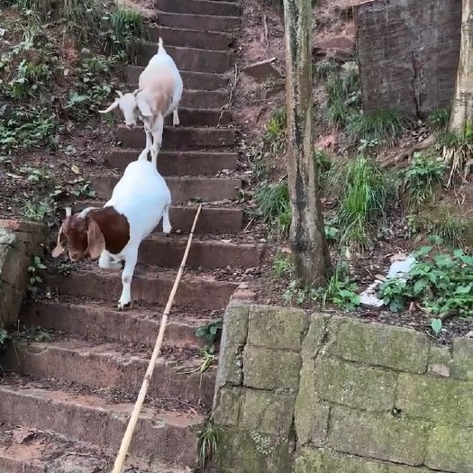 北川县波尔山羊，小耳土山羊，努比亚