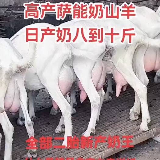 富平县纯种萨能奶山羊日产奶8斤奶以上