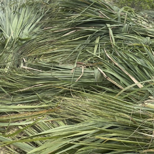 河池甘蔗尾新鲜词料