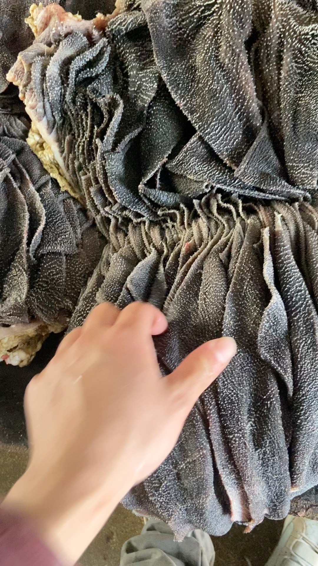 国产纯干牛百叶