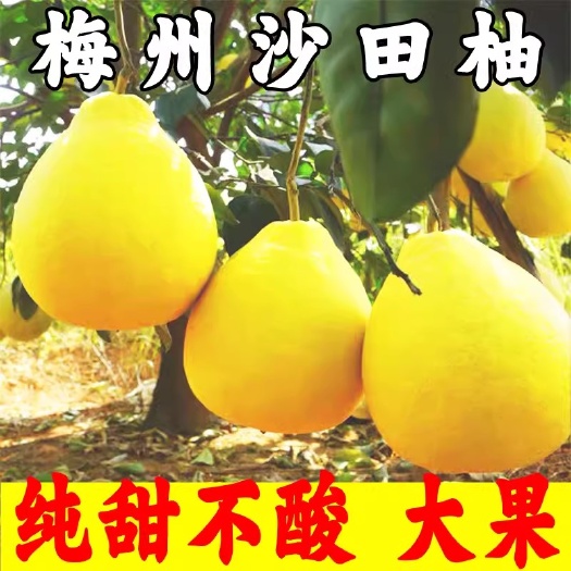梅州梅州沙田柚子正宗梅县特产新鲜水果包邮金柚冰糖柚碌柚非容县