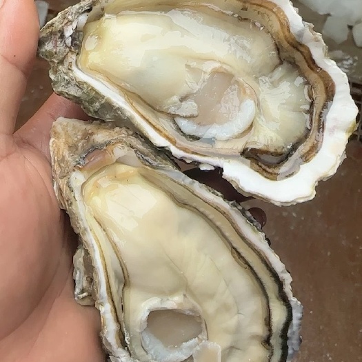 湛江生蚝批发
