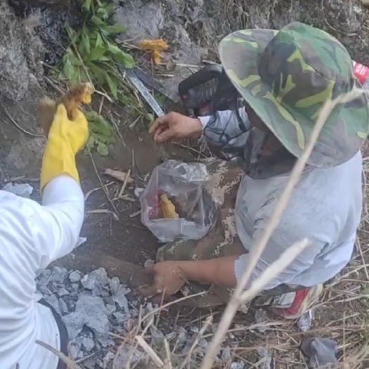 天峨县纯野生糖蜂蜜，不是野生蜜不要钱那种