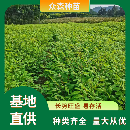 利川市众森黄柏苗 品质饱满 一米以上厚皮黄柏 川黄柏品种