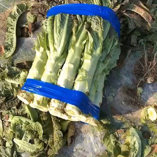 富川县红尖叶莴笋