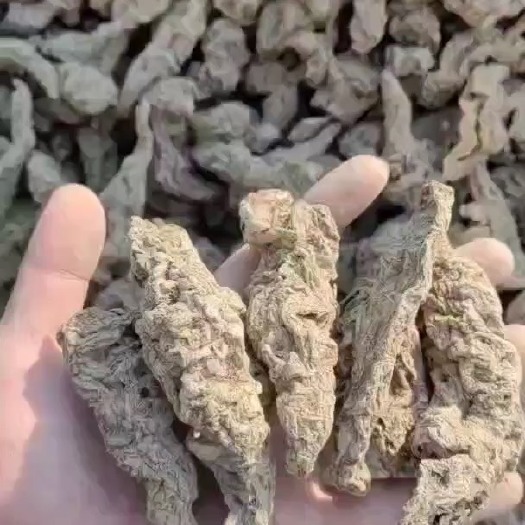 长沙干地黄