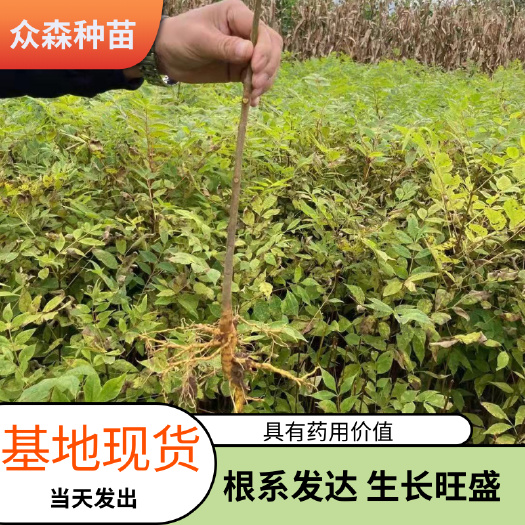 川黄柏苗 厚皮黄柏 精品川黄柏 众森基地直发 当天发货