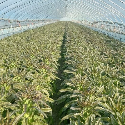 临泉县精品莴笋，大量有货，产地直发