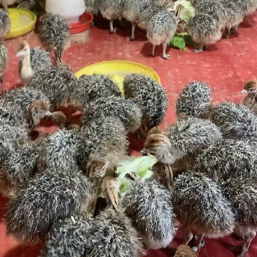 嘉祥县鸵鸟苗