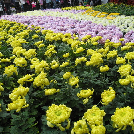 菊花 带花苞 花期长 根系发达  绿植室内花卉盆栽
