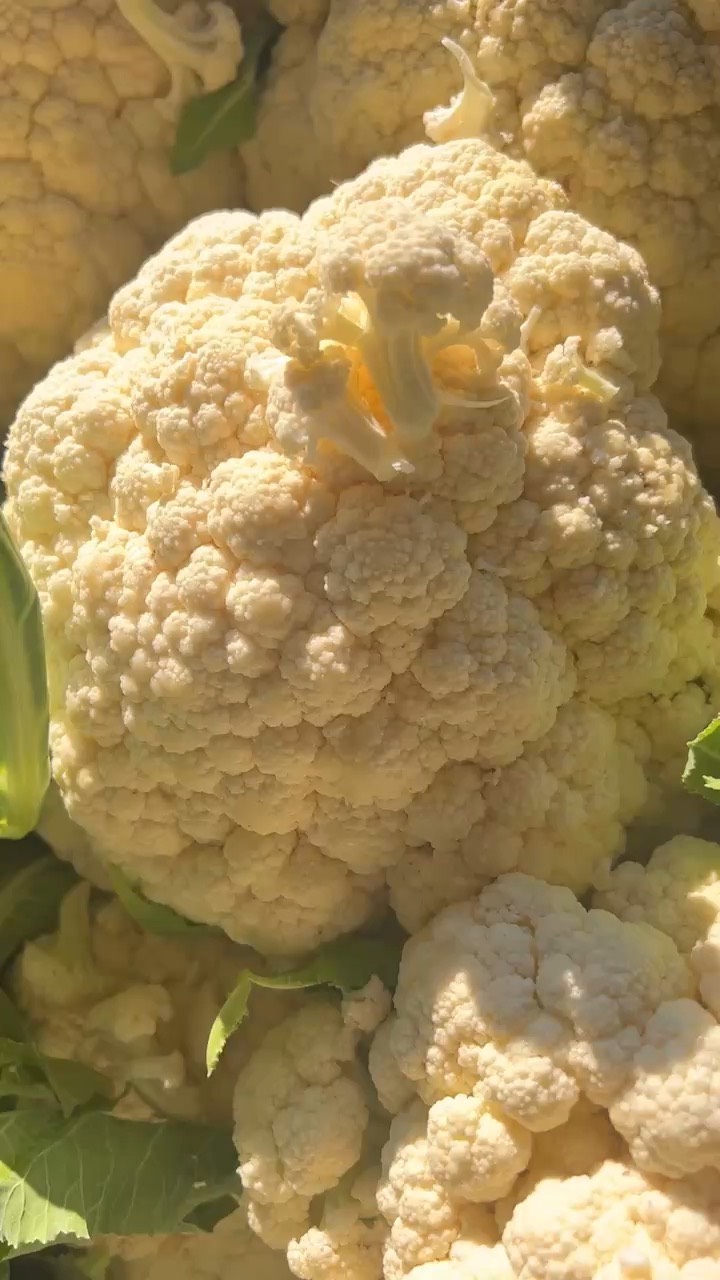 散花菜，白花菜