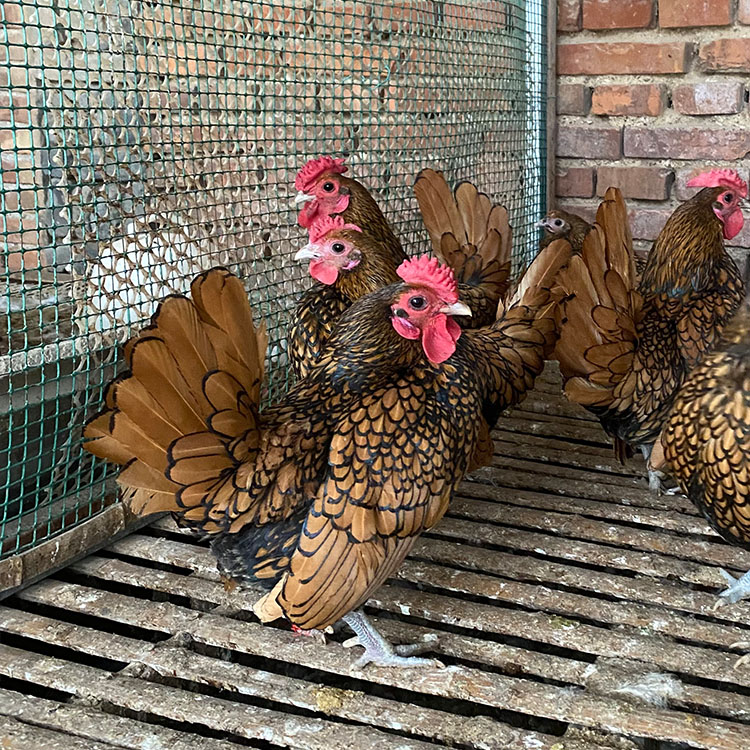 汶上县农家散养红波兰鸡 黑白花波兰鸡苗观赏鸡
