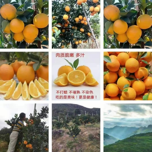 武平县福建武平天然氧吧高山脐橙