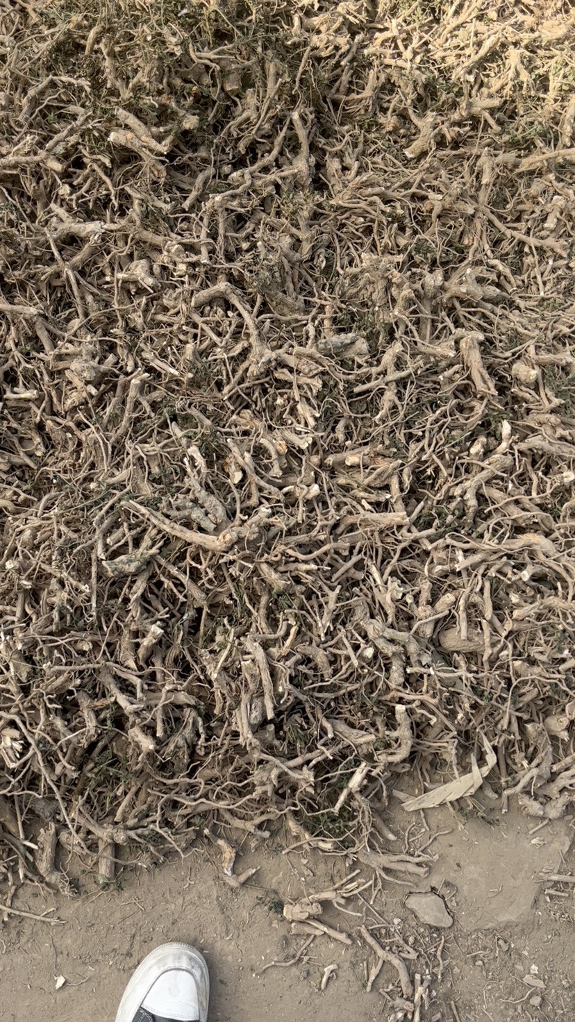 枸杞头 枸杞根 枸杞菜根 今年新货 长期有货