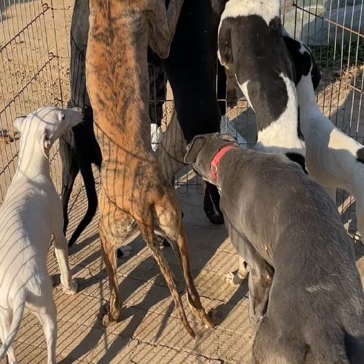 嘉祥县猎兔犬