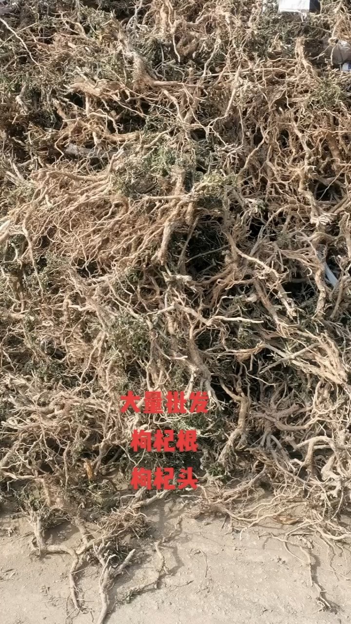 枸杞头 枸杞根 枸杞菜根 今年新货 长期有货