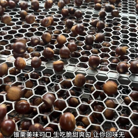 建瓯市福建高山的老树锥栗懂得来￼