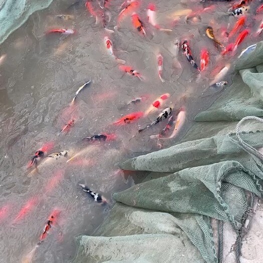 镇平县各种锦鲤金鱼都有