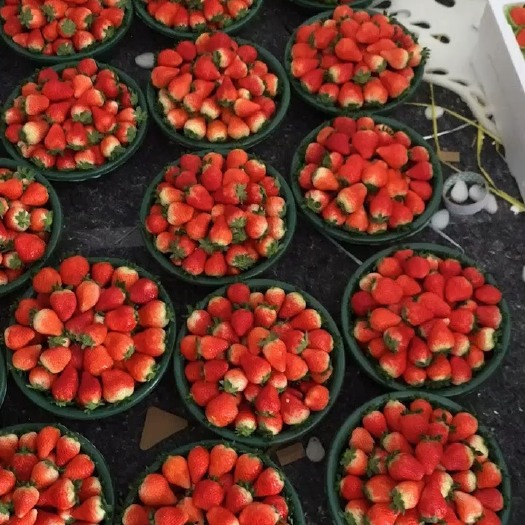 阜阳阜阳天仙醉草莓