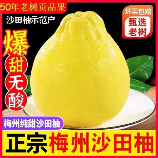梅州沙田柚子金柚10斤纯甜柚子白心新鲜水果现摘现发