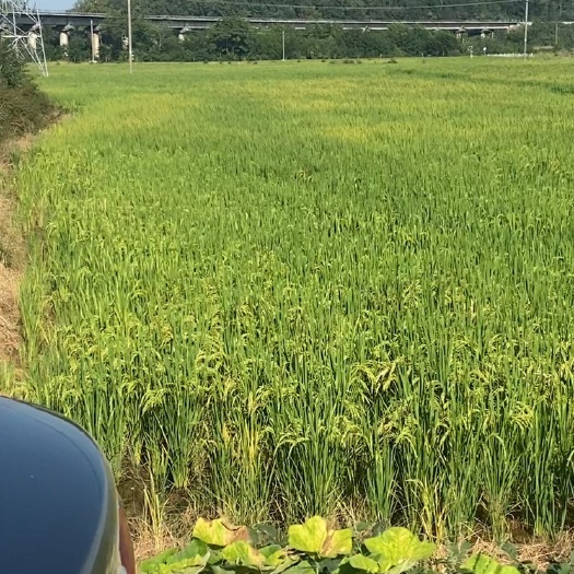 怀宁县安庆市怀宁县有九百多亩高标准农田流转，上游有水库，水电路三通