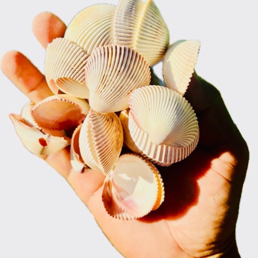 北海鸟头螺壳 工艺贝壳 仿小贝壳粉红核桃壳