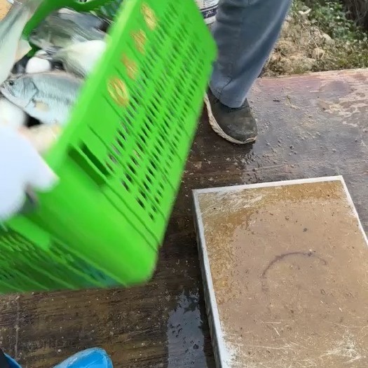 梧州卖鲈鱼