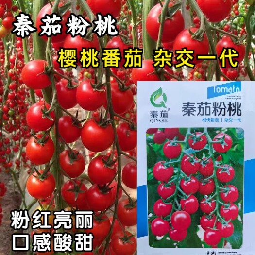 洛阳秦茄粉桃樱桃番茄种子红圣女果番茄口感型酸甜袖珍西红柿种子籽孑