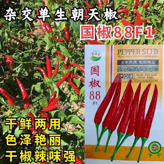 洛阳国椒88单生朝天椒种子高辣极辣干鲜两用红椒小米辣辣椒种子籽孑