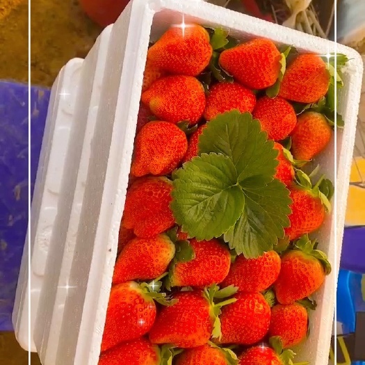 沂南县山东临沂甜查理