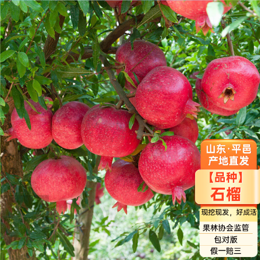 平邑县突尼斯软籽石榴苗 突尼斯软籽石榴树苗假一赔四合同发货