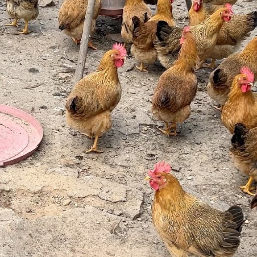灵山县广西灵山土鸡老水蛋多爬山鸡。