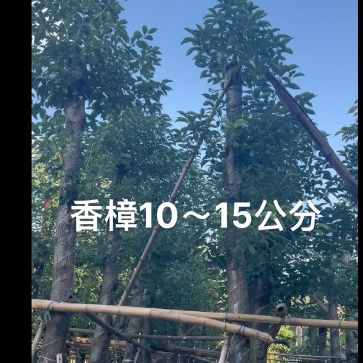普宁市香樟 光杆/骨架/全冠 规格齐全