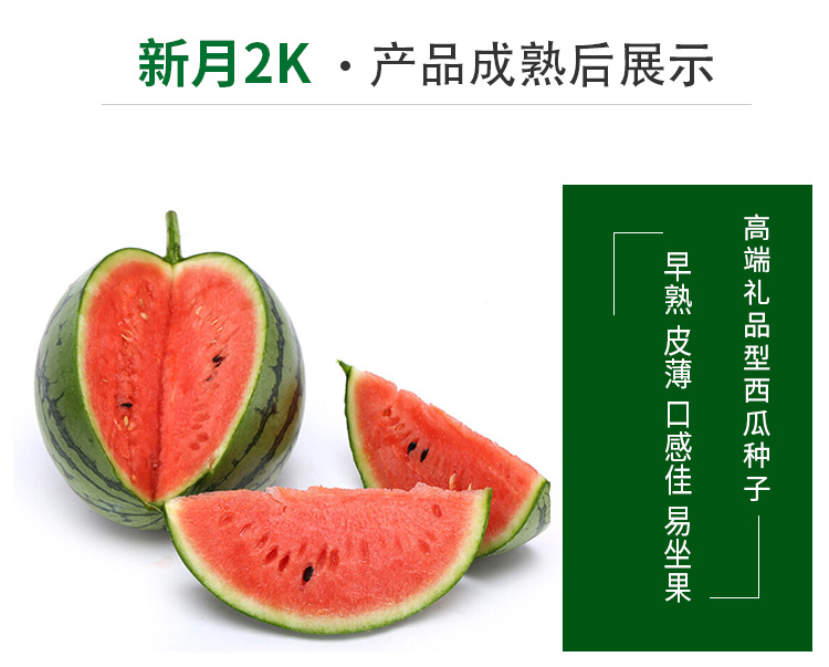 新月2K西瓜种子礼品型小西瓜基地种植早熟皮薄口感佳易坐果