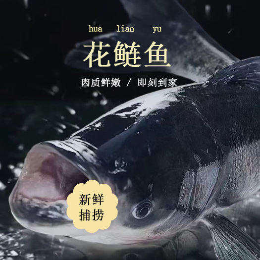 中山市泉水静养60天大头鱼