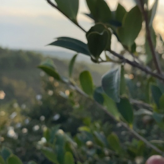 长沙纯正本地茶油，产自高山，终身不用农药，近似野生，大自然精华