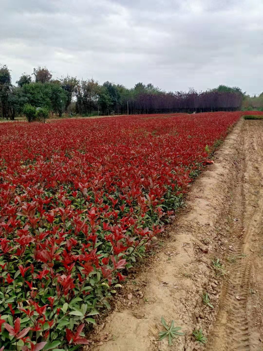 西安优质红叶石楠基地-西安红叶石楠最新价格-西安红叶石楠批发